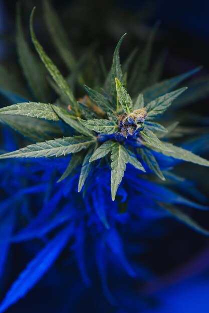 Plante de cannabis avec de grandes feuilles et un bourgeon à fleurs Plante de marijuana médicale Aspect esthétique sur une souche agricole de chanvre de marijuana