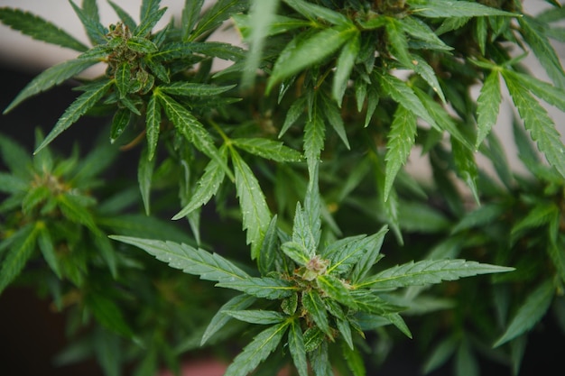 Plante de cannabis marijuana cultivant de la marijuana à la maison à des fins médicales