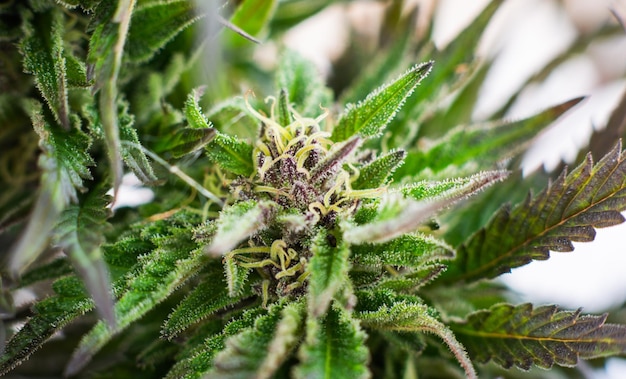 plante de cannabis médical