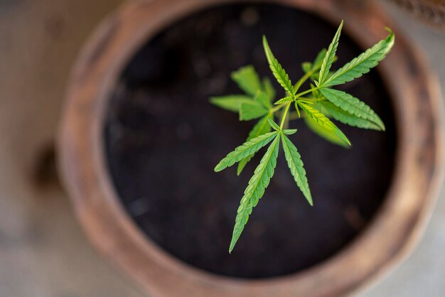 Plante de cannabis