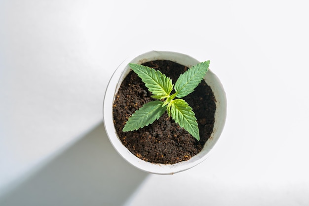 Une plante de cannabis