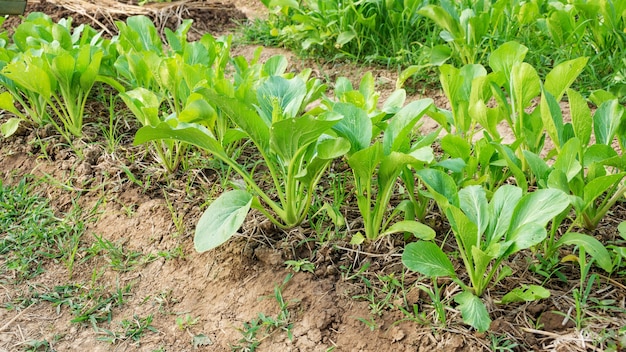 Plante cantonnaise dans le potager.