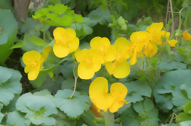 Plante de capucine à fleurs jaunes Tropaeolum majus dans le jardin