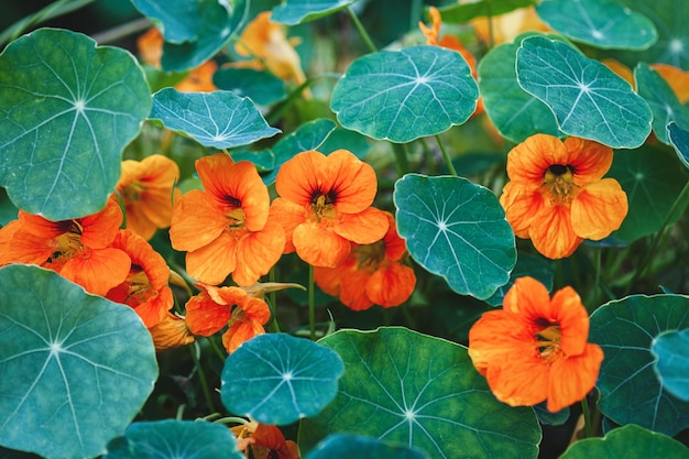 Plante de capucine à fleurs orange poussant dans le jardin