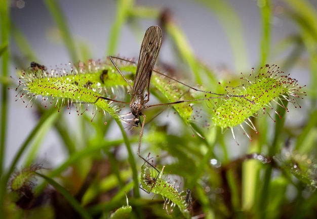 Plante carnivore Drosera capensis connue sous le nom de droséra du Cap en foyer sélectif