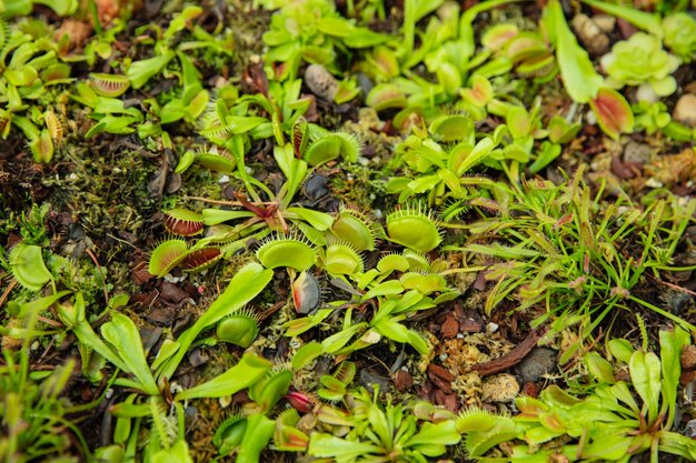 Photo plante carnivore, parfois appelée plante insectivore