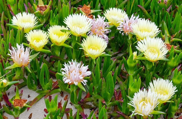 Plante Carpobrotus (connue sous le nom de face de cochon, usine de glace) avec gros plan de grandes fleurs blanches ressemblant à des marguerites.