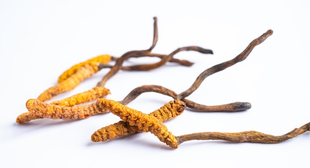 La plante de champignon Cordyceps ou Ophiocordyceps sinensis est un champignon utilisé comme médicament sur fond blanc