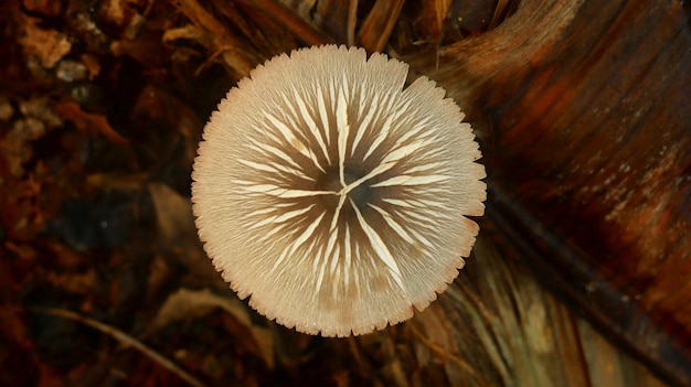 plante de champignon poussant sur une tige de banane pourrie sur un fond de nature floue