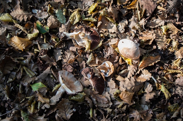 Plante de champignons en automne dans la forêt