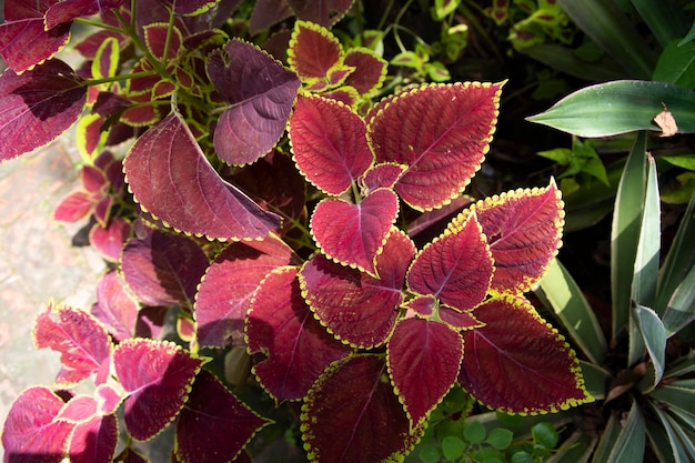 Plante Coleus Feuilles colorées Différentes variétés de feuilles de plantes Coleus