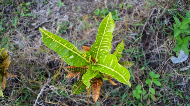 Plante colorée de croton de jardin panaché