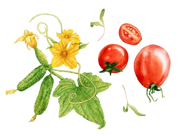 Plante de concombre aquarelle avec une fleur de tomates rouges isolé sur fond blanc