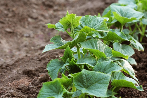 Plante de concombre poussant dans un lit de jardin