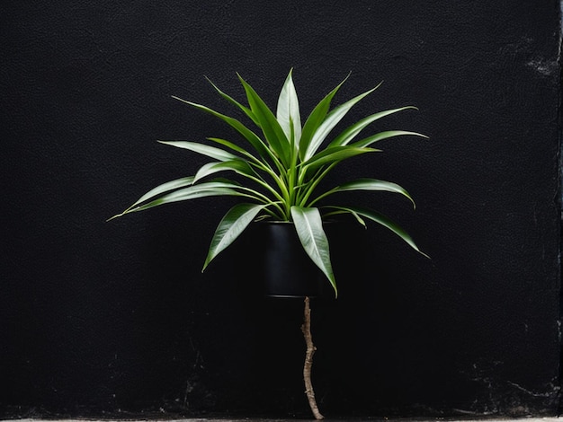 Plante contre un mur noir une plante en pot est assise contre un mur avec un fond noir