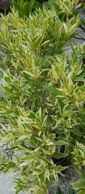 Photo plante de cornus alba prise de près