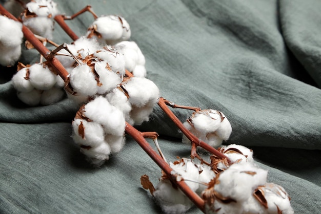 Plante de coton à fleurs blanches sur fond de tissu gris vert