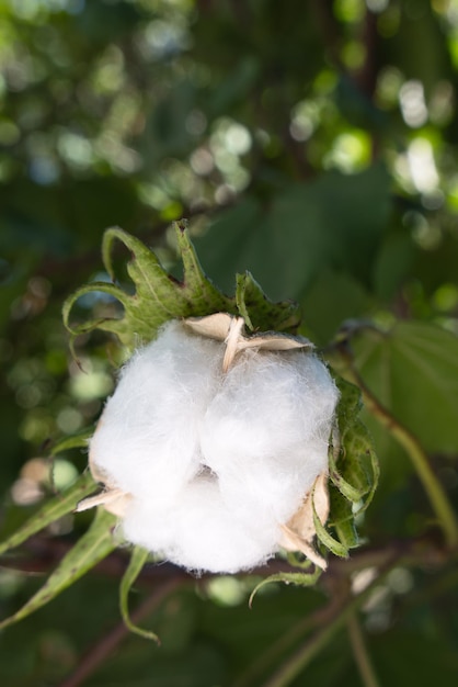 Plante de coton Gossypium arboreum avec un espace pour le texte