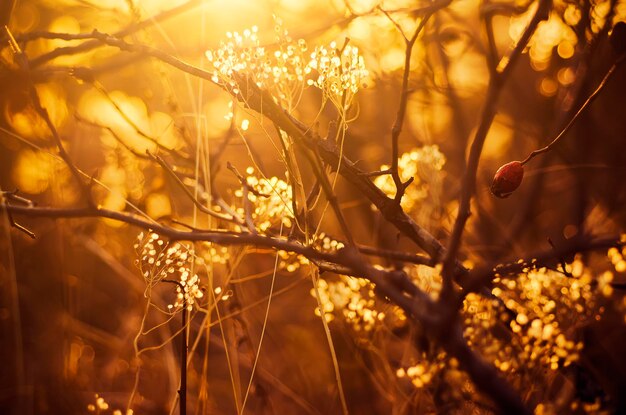 Plante de coucher de soleil d'automne