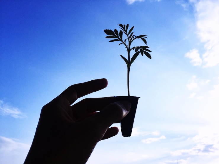 Photo plante coupée en tenant la main contre le ciel