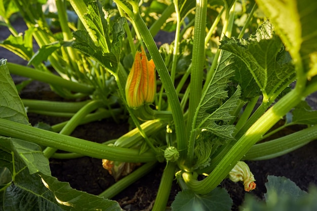 Plante de courgette Courgette avec fleur et fruit dans la ferme Moelle végétale verte poussant sur le buisson