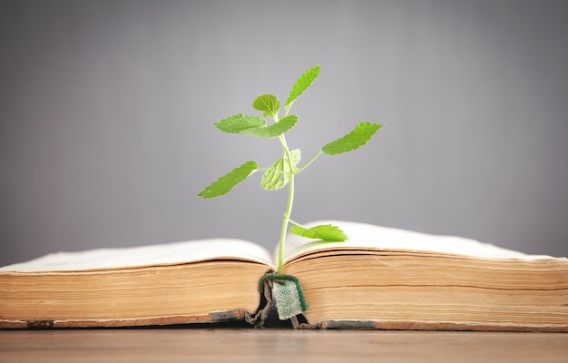 Plante en croissance de vieux livre.