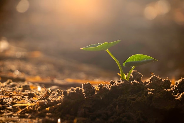 Plante en croissanceJeune plante dans la lumière du matin sur fond de sol Nouveau concept de vie