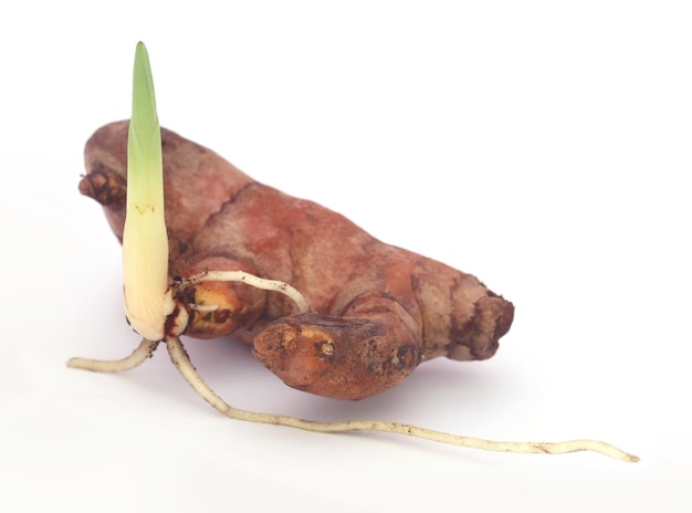 Plante de curcuma bébé sur fond blanc