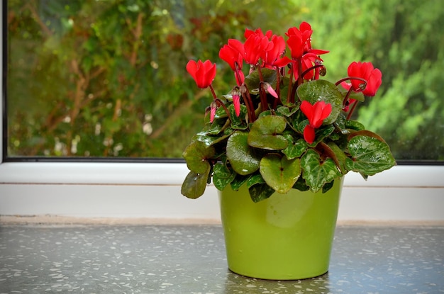 Plante de cyclamen aux fleurs lumineuses dans un pot sur le rebord de la fenêtre