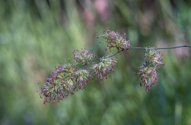 Plante dactylis contre l'herbe verte