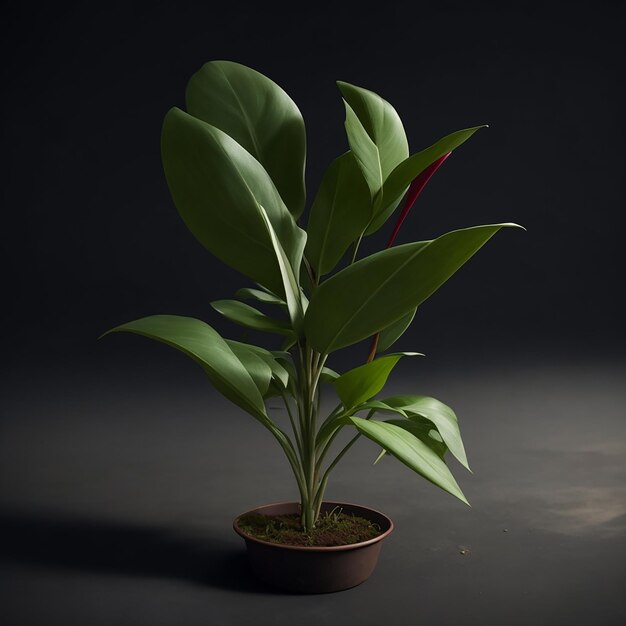 La plante dans la baignoire