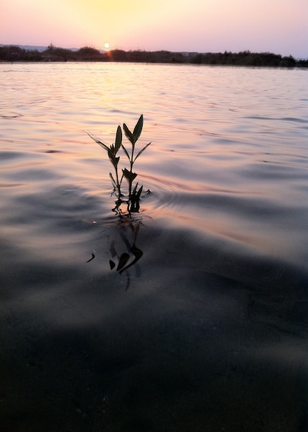 plante dans l&#39;eau