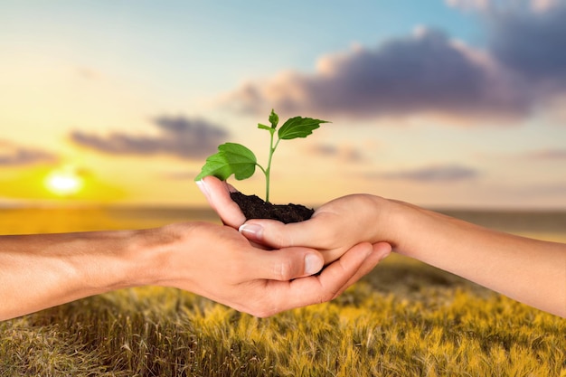 Plante dans les mains