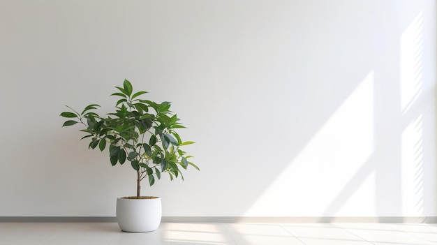 une plante dans un pot blanc avec une plante verte au sol.