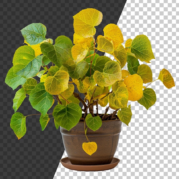 Une plante dans un pot brun avec des feuilles jaunes stock png