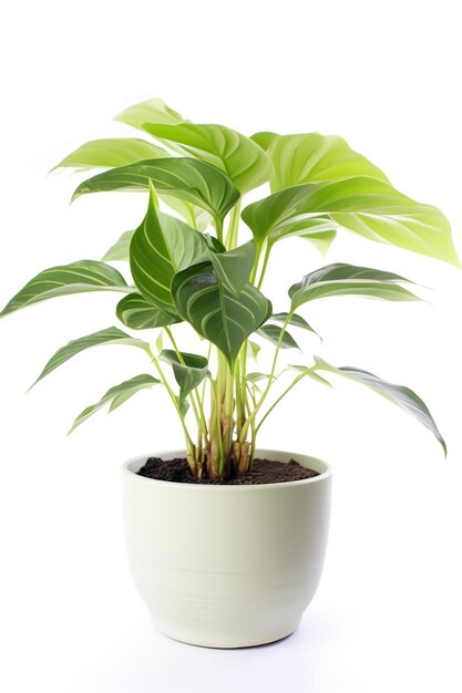 Une plante dans un pot avec les feuilles d'une plante