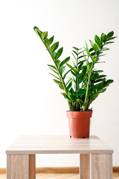 Plante dans le pot, feuilles vertes de Zamioculcas sur blanc