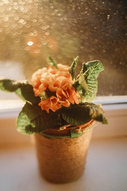 Une plante dans un pot avec une fleur verte dessus