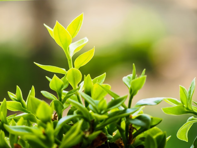 plante dans le pot sur fond de nature