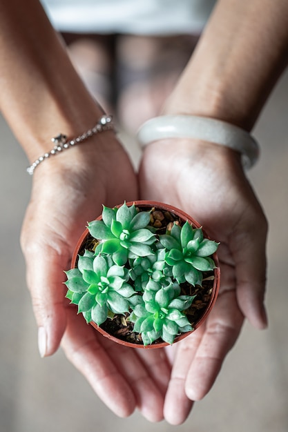 Sur une plante dans un pot à la main