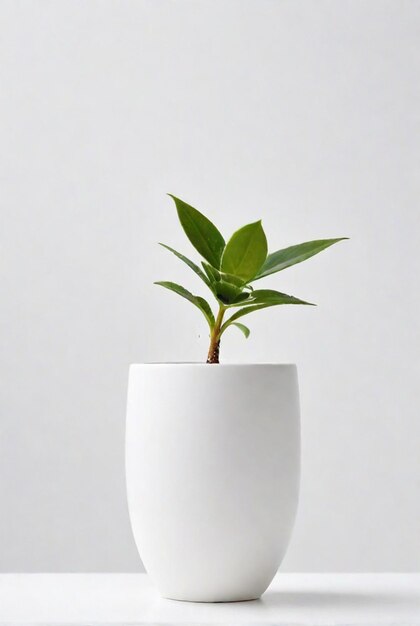 plante dans un pot