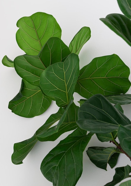 Plante de décor de style scandinave à feuilles vertes à feuilles de figuier