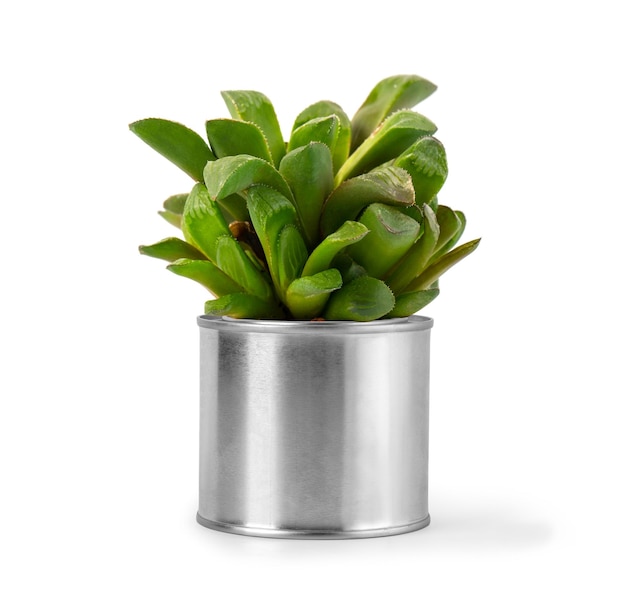 Plante de décoration sur pot métallique isolé sur fond blanc