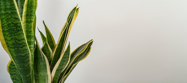 La plante décorative à la maison abstraite laisse sur le fond de couleur pastel