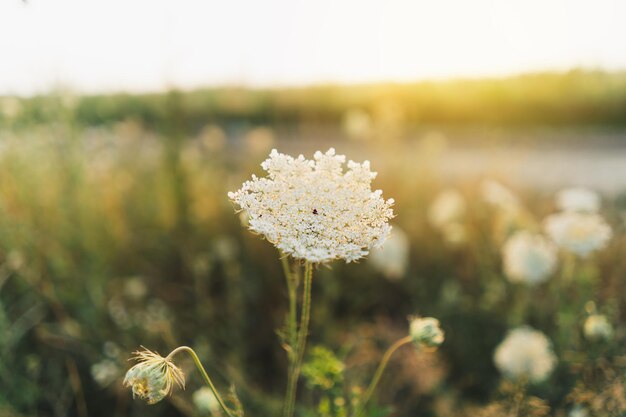 Photo plante décorative la plante de dentelle de la reine anne dans une prairie en été