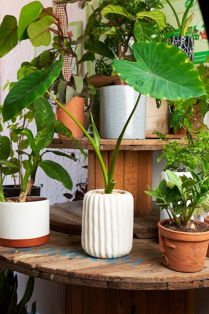 Plante décorative en pot blanc