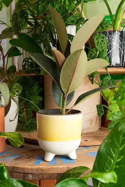 Plante décorative en pot jaune