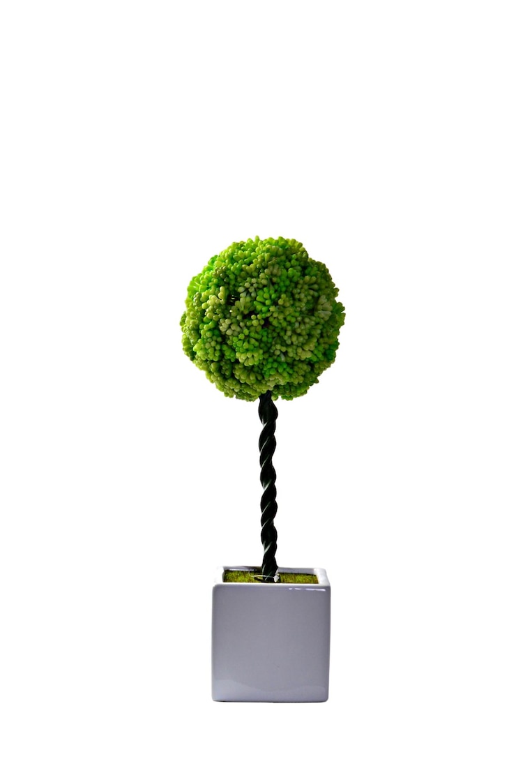 Photo plante décorative