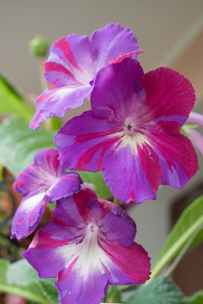 Plante de décorum, belles fleurs de Streptocarpus