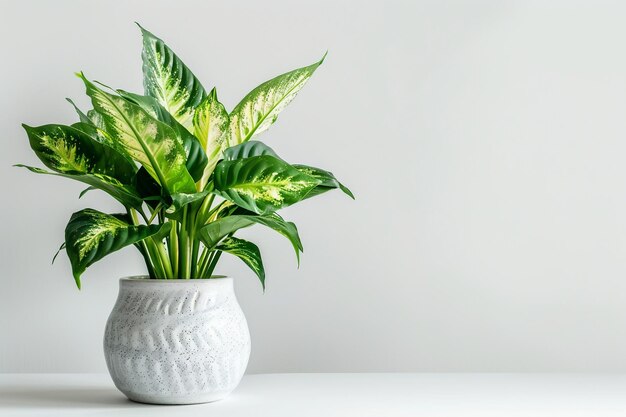 Plante de Dieffenbachia sur un fond blanc